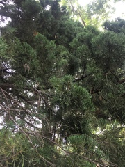 Juniperus chinensis
