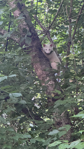 Common Raccoon photographed in Tennessee