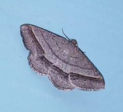 Chiasmia normata