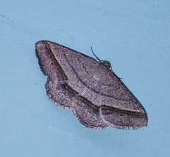 Chiasmia normata