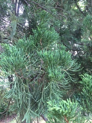 Juniperus chinensis
