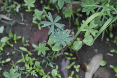 Oxalis divergens