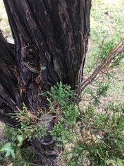 Juniperus chinensis