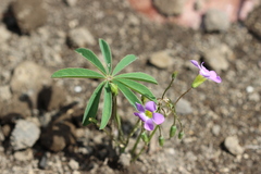 Oxalis hernandesii