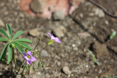 Oxalis hernandesii
