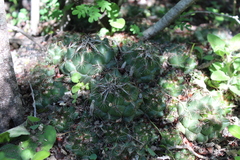 Coryphantha nickelsiae