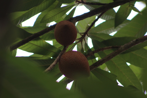 Pouteria sapota - Leaves