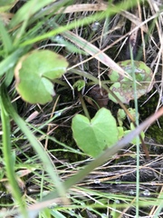 Centella cordifolia