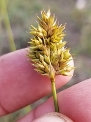 Carex adusta