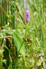 Pontederia sagittata, photograph (c) Oscar Israel Rodríguez Ortiz, some rights reserved (CC BY)