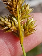 Carex adusta