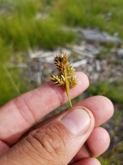 Carex adusta