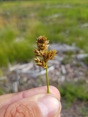 Carex adusta