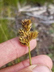 Carex adusta