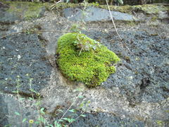 Leptostomum macrocarpum