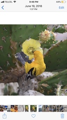 Icterus pustulatus graysonii