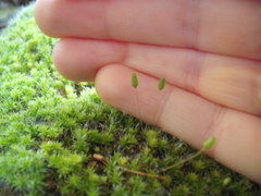 Leptostomum macrocarpum