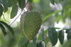 Soursop - Photo (c) Arturo Arenas, some rights reserved (CC BY-NC-ND), uploaded by Arturo Arenas