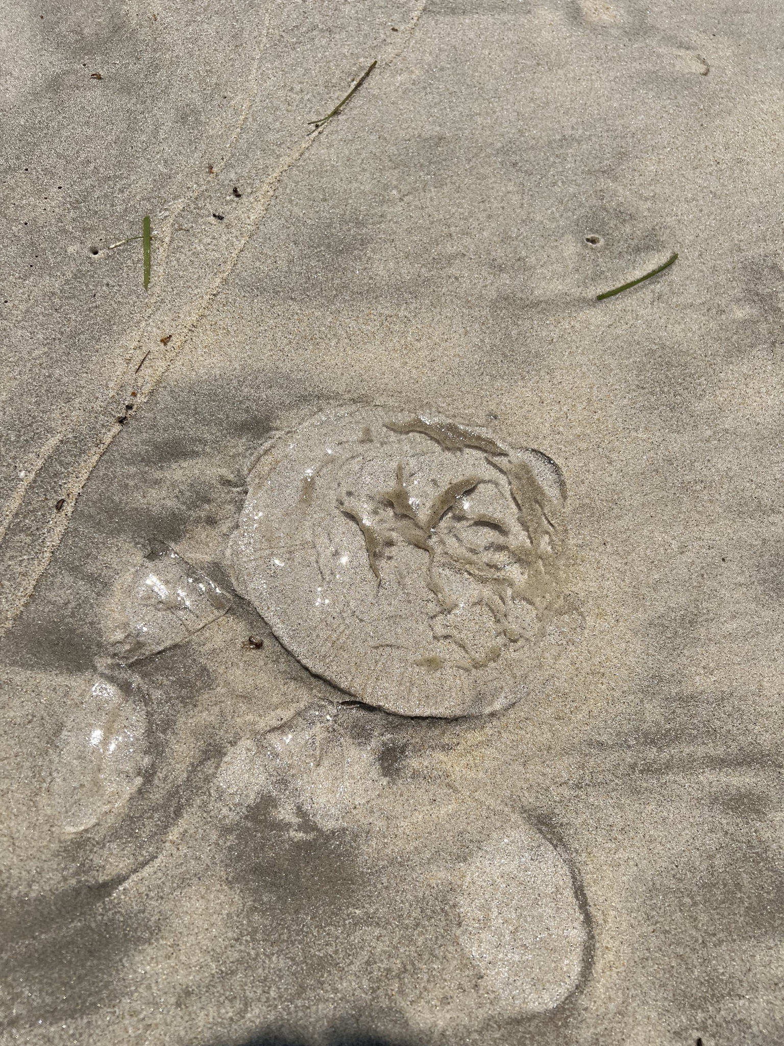 Rhacostoma atlanticum L.Agassiz, 1851