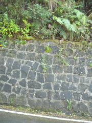 Leptostomum macrocarpum