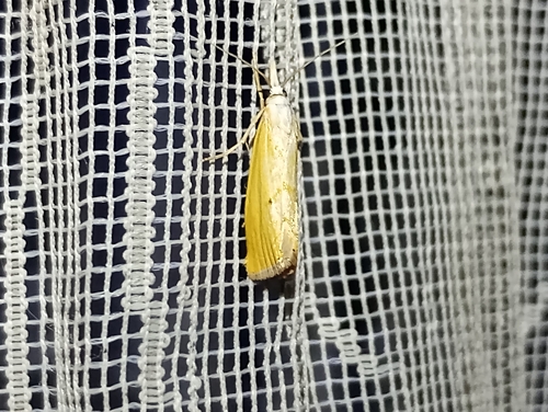 Crambus de Leipzig