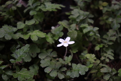 Ellisiophyllum pinnatum