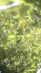 Amazona oratrix tresmariae