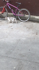 Felis catus