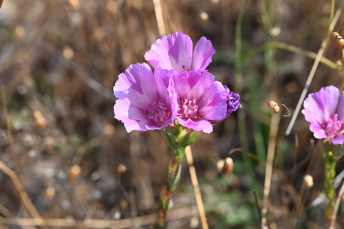 Vine Hill clarkia (Clarkia imbricata)