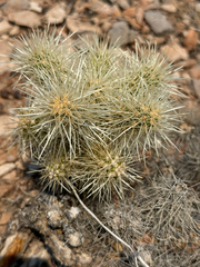 Cylindropuntia multigeniculata