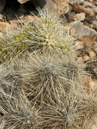 Cylindropuntia multigeniculata, photograph 2