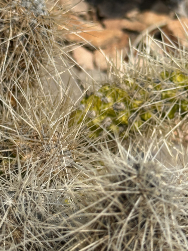 Cylindropuntia multigeniculata, photograph 3