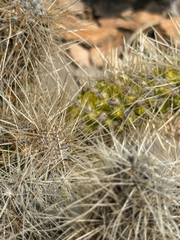 Cylindropuntia multigeniculata, photograph (c) Ian McFaul, some rights reserved (CC BY)