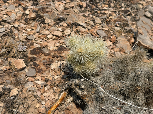 Cylindropuntia multigeniculata, photograph 4
