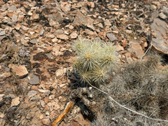 Cylindropuntia multigeniculata, photograph (c) Ian McFaul, some rights reserved (CC BY)