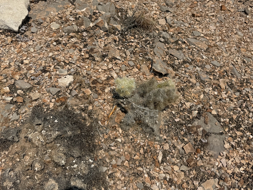 Cylindropuntia multigeniculata, photograph 6