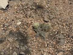 Cylindropuntia multigeniculata, photograph (c) Ian McFaul, some rights reserved (CC BY)