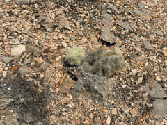 Cylindropuntia multigeniculata, photograph (c) Ian McFaul, some rights reserved (CC BY)