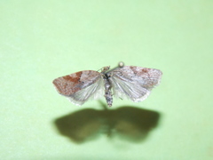 Acleris cornana