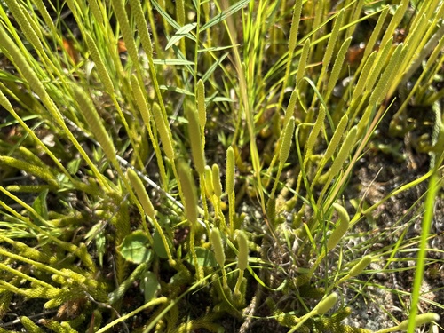 appressed bog clubmoss — photo 1