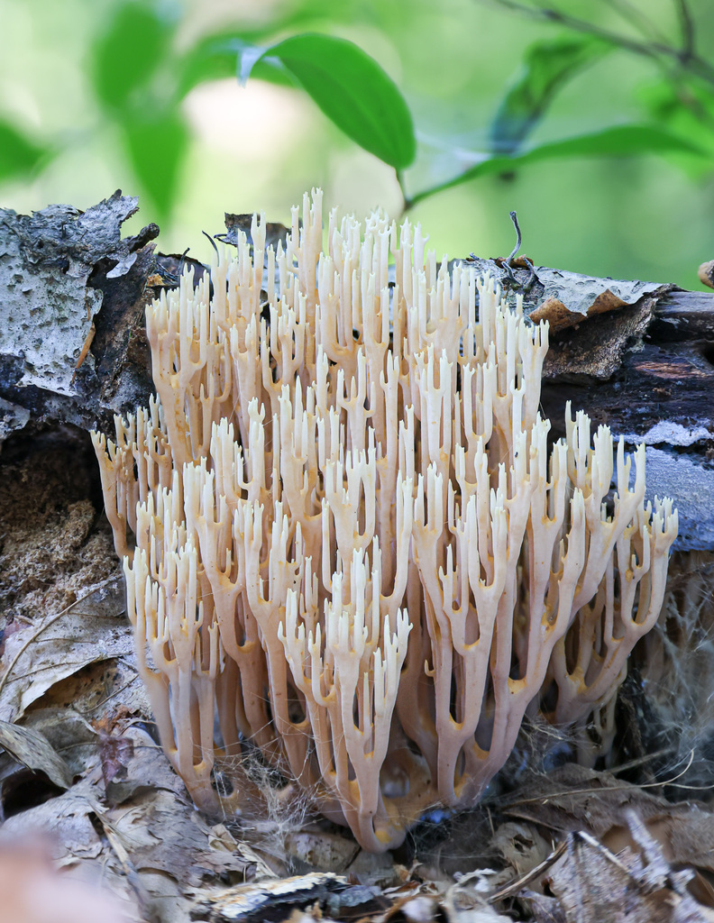 Ramaria sp. 'stricta-PA02'