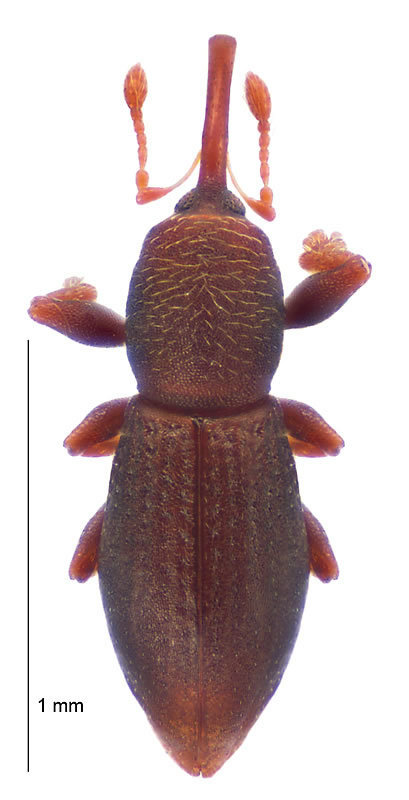 Novitas dispar