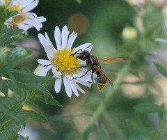 Pachodynerus guadulpensis