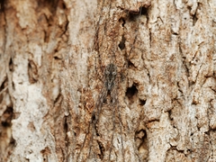 Tamopsis fickerti