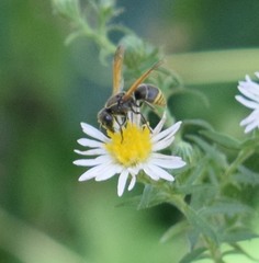 Pachodynerus guadulpensis