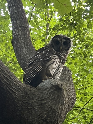 Barred Owl photographed in North Carolina