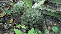 Mammillaria sphaerica