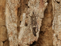 Leistomorpha brontoscopa