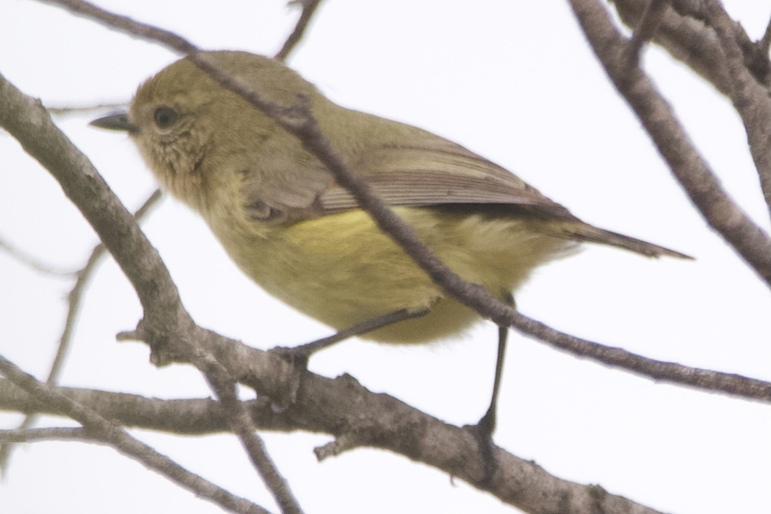 Acanthiza nana Vigors & Horsfield, 1827