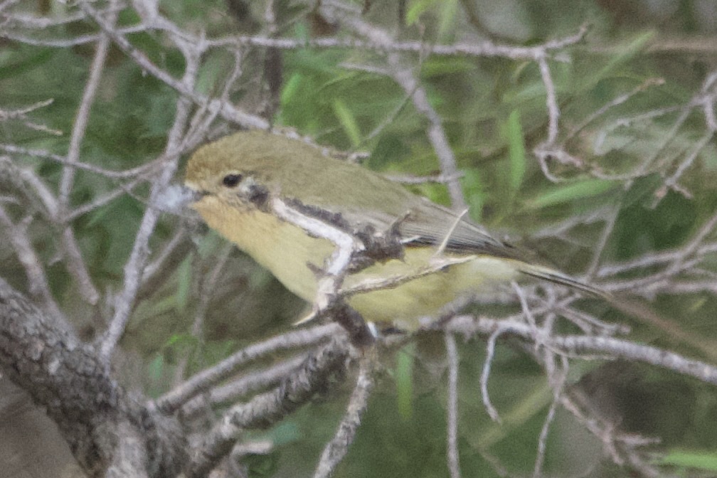 Acanthiza nana Vigors & Horsfield, 1827
